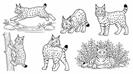 Obraz premium Set of lynx illustrations in various poses, wild cat line art