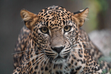 Obraz premium Sri lankan leopard