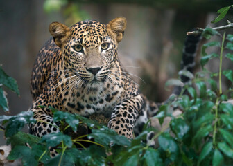 Obraz premium Sri lankan leopard
