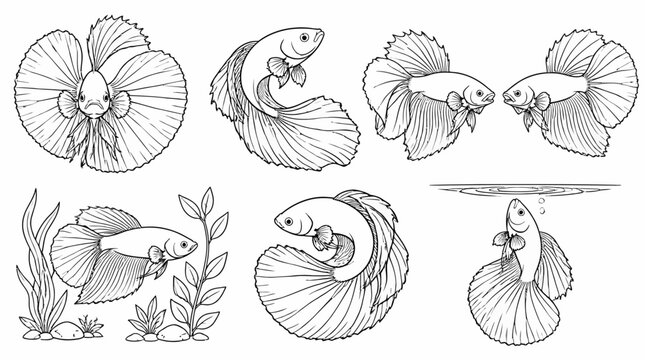 Set of Hand-Drawn Siamese Fighting Fish Illustrations