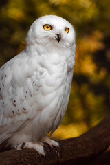 Fototapeta premium Snowy owl