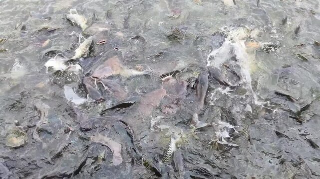 Many fish in a lake in Laos