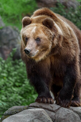 Fototapeta premium Kamchatka brown bear