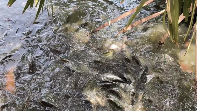 Many fish in a lake in Laos