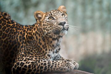Fototapeta premium Sri lankan leopard