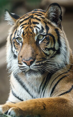 Obraz premium Sumatran tiger
