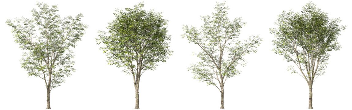 Landscaping outside trees set cut out backgrounds 3d render png