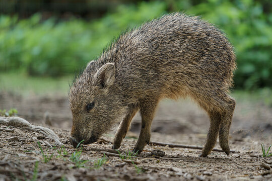 Chacoan peccary