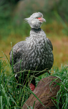 Southern screamer