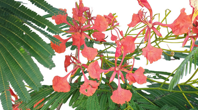 Macro photography of Delonix regia flowers and pinnate leaves. Isolated botanical element on transparent background for editorial design, floral stock projects, and commercial visual communication.