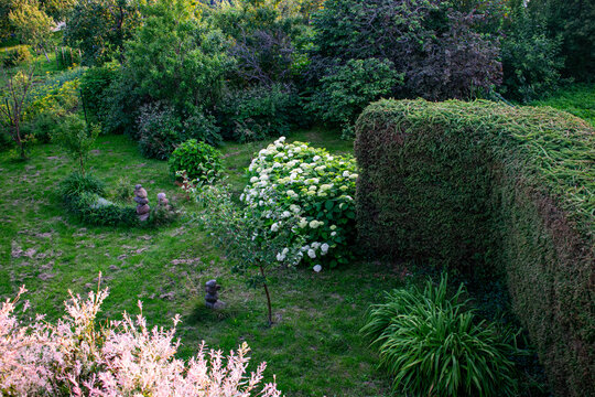 High angle view of a lush green backyard garden with trimmed hedges and blooming white hydrangea flowers
