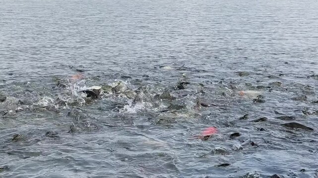 Many fish in a lake in Laos