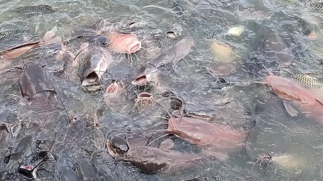 Many fish in a lake in Laos