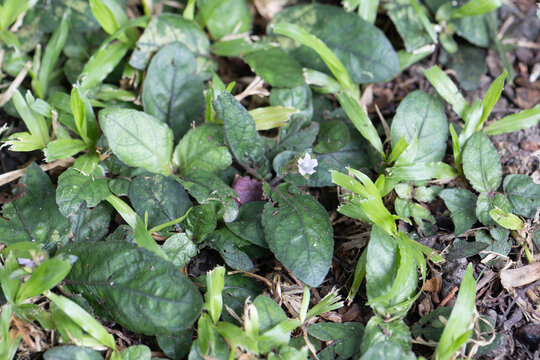 Redweed (Melochia corchorifolia L) is growing in lawn ,Thailand.