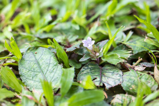 Redweed (Melochia corchorifolia L) is growing in lawn ,Thailand.