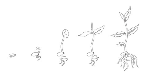 Obraz premium Growing plant. Sprout growth process. Steps sequence of germinating seeds for seedlings. line art, Vector illustration evolution, Continuous line drawing