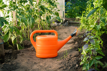 Orange watering can in home vegetable garden during sunny day   © Maria A