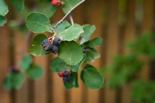 Ripe serviceberries growing on branch with green leaves in garden  