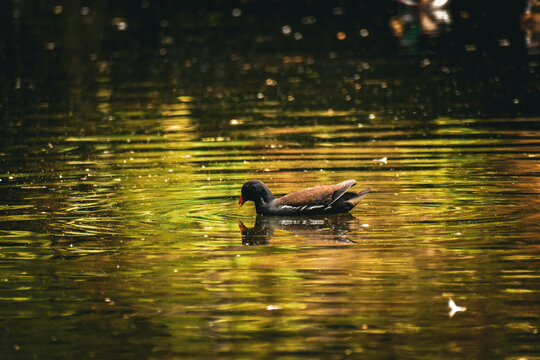 Gallinule poule-d'eau (Gallinula chloropus) nageant dans un &eacute;tang baign&eacute; de lumi&egrave;re dor&eacute;e. Clair-obscur avec reflet donnant une ambiance onirique et po&eacute;tique &agrave; cette sc&egrave;ne de vie animale paisible.