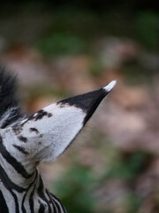 Clear fluffy zebra ears © Yf