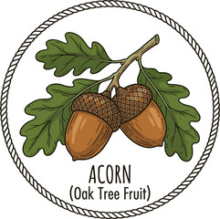 Vintage hand drawn acorn branch vector illustration with green oak leaves inside a rope circular frame emblem for nature and forestry design projects © Munna