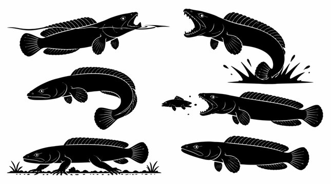 Snakehead Fish Silhouette Collection in Various Poses