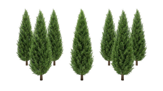 Group of seven green cypress trees isolated on transparent background