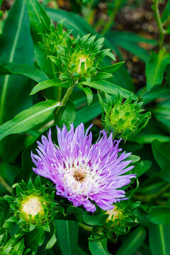 Stokesia laevis &lsquo;Mega Mels&rsquo; aster blooming delicately in the early summer garden.