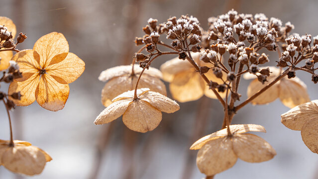 Ornamental plant with dried flowers against a bright background during winter season