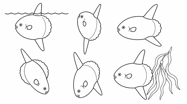 Sunfish Collection Outlines for Coloring Pages
