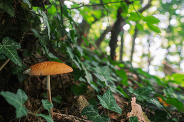 mushroom in the forest © Buiuc