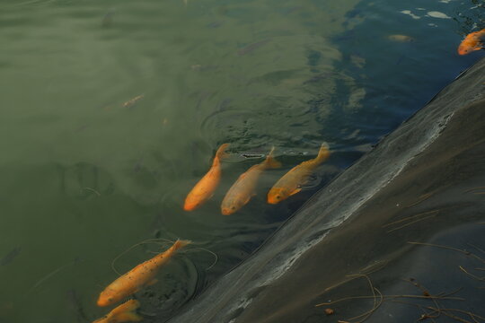Vibrant orange koi fish swimming peacefully in the calm murky green water of a garden pond captured from a high angle perspective on a bright and sunny afternoon summer day