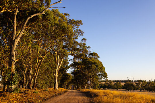 Country dirt road lined with tall gum trees at sunset
