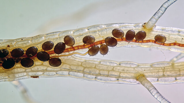 Closeup of biological control agents for pest management in agricultural settings