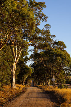 Country dirt road lined with tall gum trees at sunset