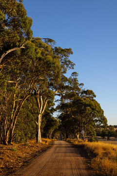Country dirt road lined with tall gum trees at sunset