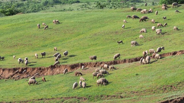 Herd of sheep returning to the fold at dusk from the pasture