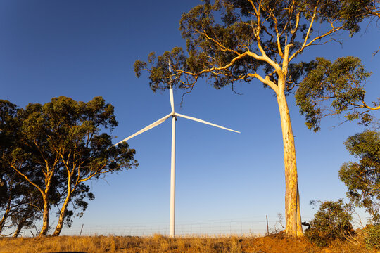 Scattered trees with a wind turbine across dry grassy countryside