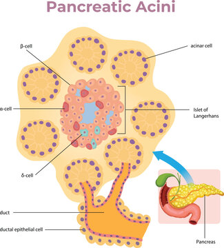 illustration of pancreatic acini diagram