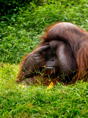 A portrait of a large adult male Bornean orangutan sitting on the green grass, holding its hand over its face in a thoughtful or playful gesture © NPhotograph