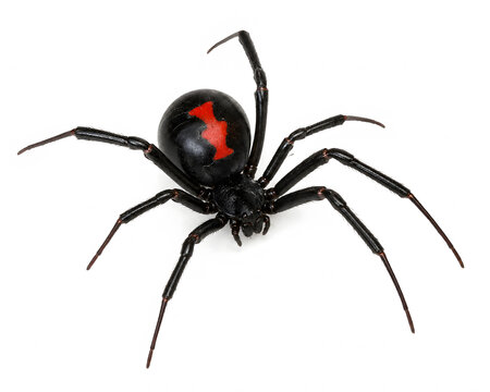 Black widow spider on white background  