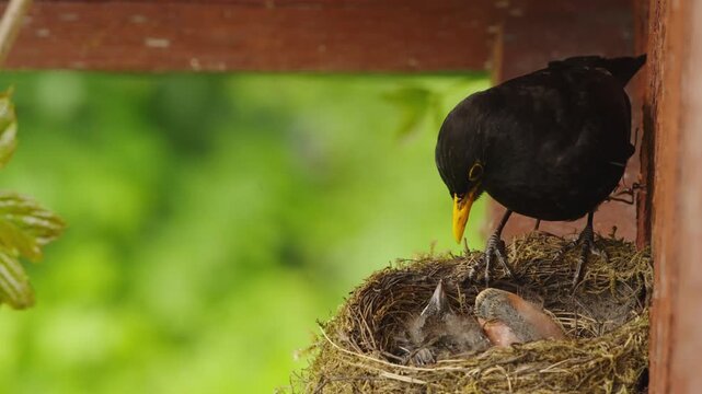 Nestling produces white fecal sac, lifting and moving its rear. Male blackbird catches it with beak and flies away. Close-up video reveals part of the nest interior.
