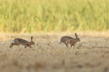 European Hare Lepus europeae in a harvested wheat-field © denis