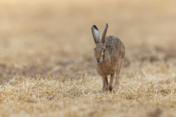 European Hare Lepus europeae in a harvested wheat-field © denis