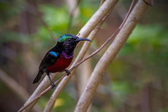 : Close-up of a small dark wild bird with a long curved beak resting on a branch against a blurred natural background