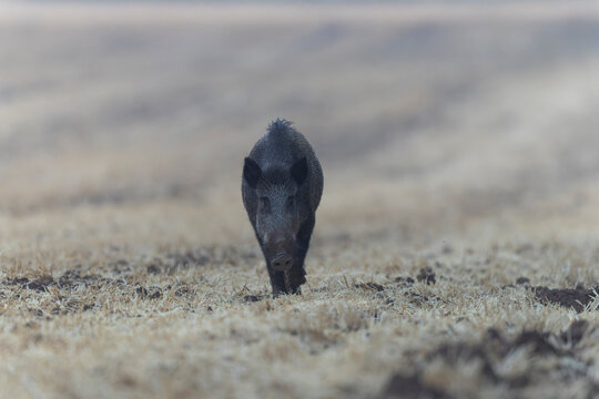 Wildboar Sus scrofa in open field in Central France