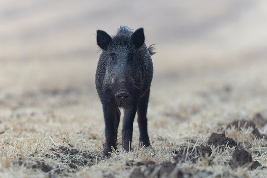 Wildboar Sus scrofa in open field in Central France