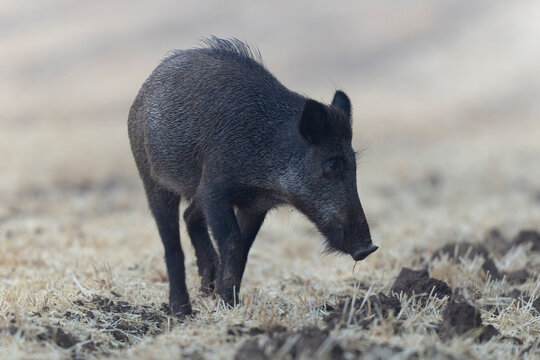 Wildboar Sus scrofa in open field in Central France