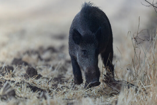 Wildboar Sus scrofa in open field in Central France