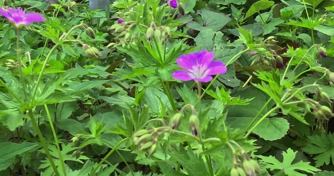 Wood cranesbill (geranium sylvaticum) flower, Kaisaniemi, Helsinki, Finland, Europe.